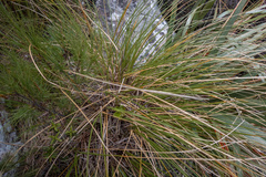 Chionochloa rigida rigida