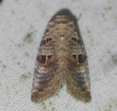 Diastema tigris