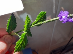 Stachytarpheta cayennensis
