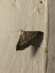 Tetanolita palligera