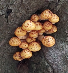Pholiota adiposa