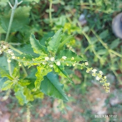 Croton bonplandianus
