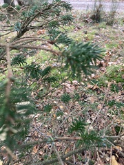 Abies nordmanniana
