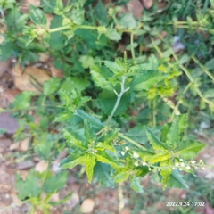 Croton bonplandianus