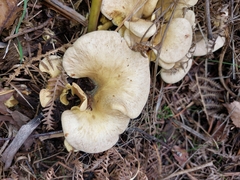 Tapinella panuoides