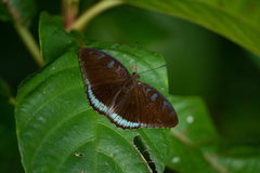 Tanaecia whiteheadi