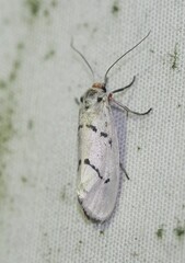 Enaemia atrolinea