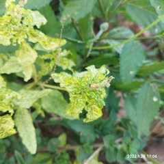 Croton bonplandianus