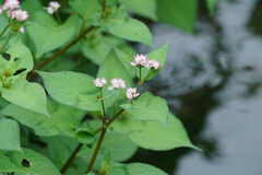 Persicaria thunbergii