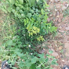 Croton bonplandianus