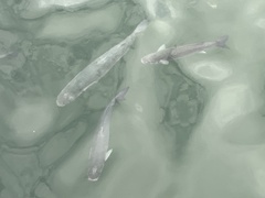 Mugilidae