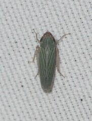 Xyphon reticulatum