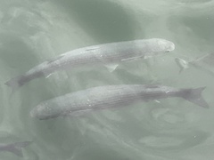 Mugilidae
