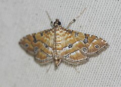 Ommatospila narcaeusalis