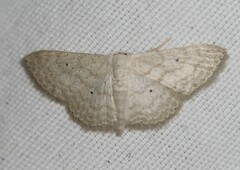 Scopula benitaria