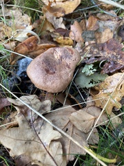 Lactarius quietus