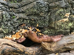 Fistulina hepatica