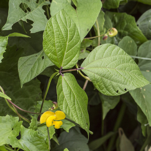 Vigna reflexopilosa iNat (3)