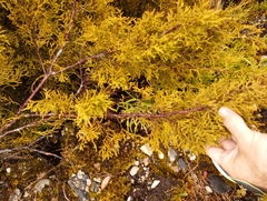 Lepidothamnus intermedius