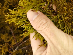 Lepidothamnus intermedius