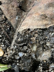 Oligolophinae