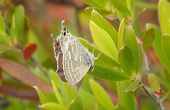 Theclinesthes miskini