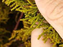 Lepidothamnus intermedius