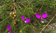 Polygala pappeana