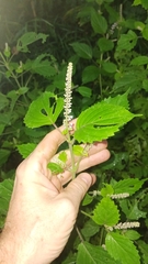 Perilla