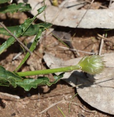 Ptilotus macrocephalus