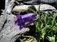 Campanula alpestris