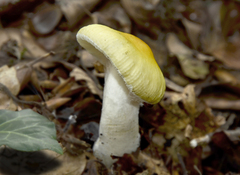 Russula aurea