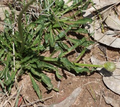 Ptilotus macrocephalus