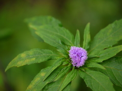 Phyllocephalum scabridum