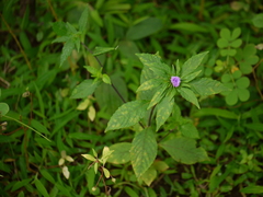 Phyllocephalum scabridum