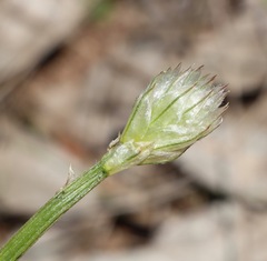 Ptilotus macrocephalus