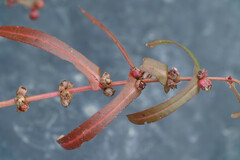 Ammannia coccinea