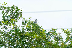 Cyanopica cyanus