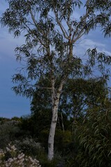 Eucalyptus erythrocorys