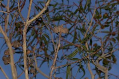 Eucalyptus erythrocorys