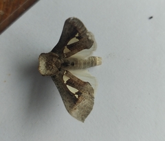 Antiophlebia bracteata