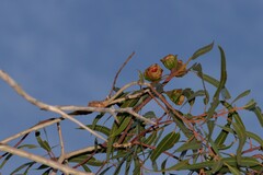 Eucalyptus erythrocorys