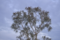 Eucalyptus erythrocorys