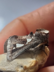 Antiophlebia bracteata