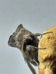 Antiophlebia bracteata