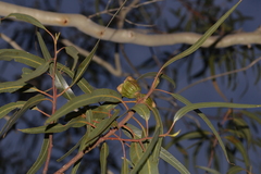 Eucalyptus erythrocorys