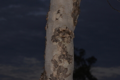 Eucalyptus erythrocorys