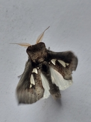 Antiophlebia bracteata