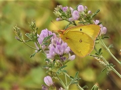 Colias interior