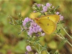Colias interior